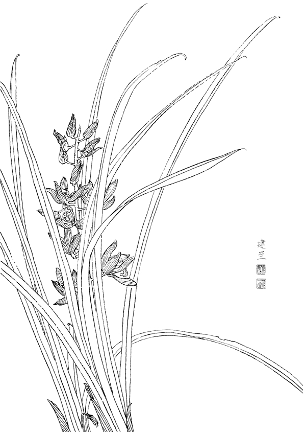 国画白描百花线稿建兰