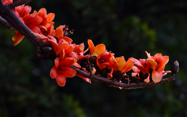 木棉花