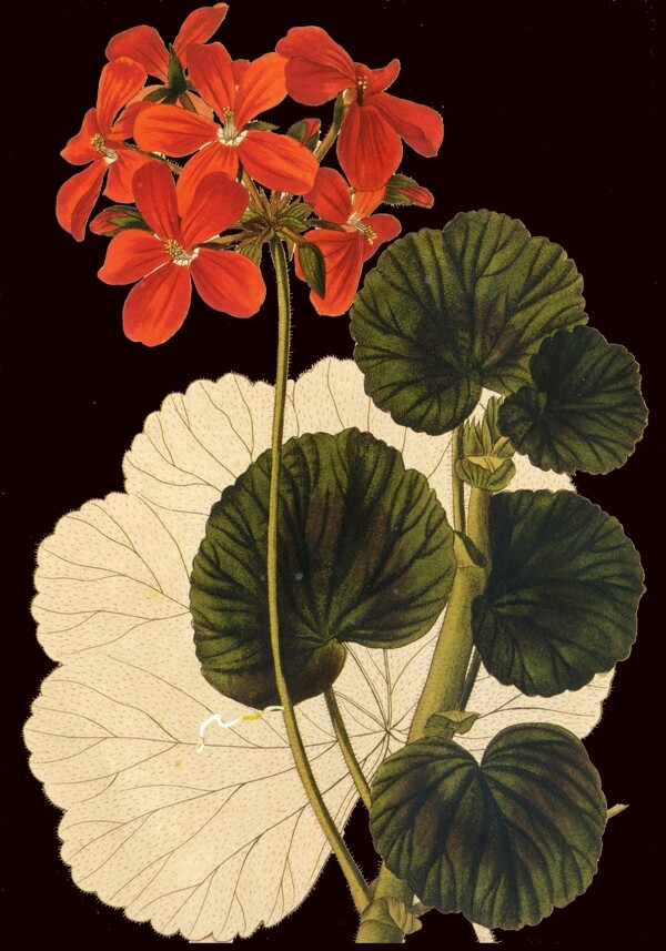 红色花朵古典唯美PSD素材
