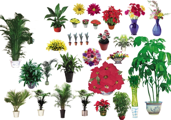 市场常见绿色植物大全图片