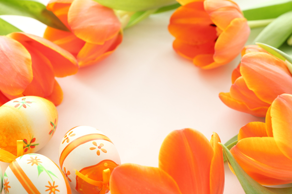 郁金香鲜花与彩蛋图片