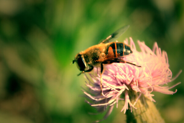蜜蜂特写蜜蜂采蜜图片