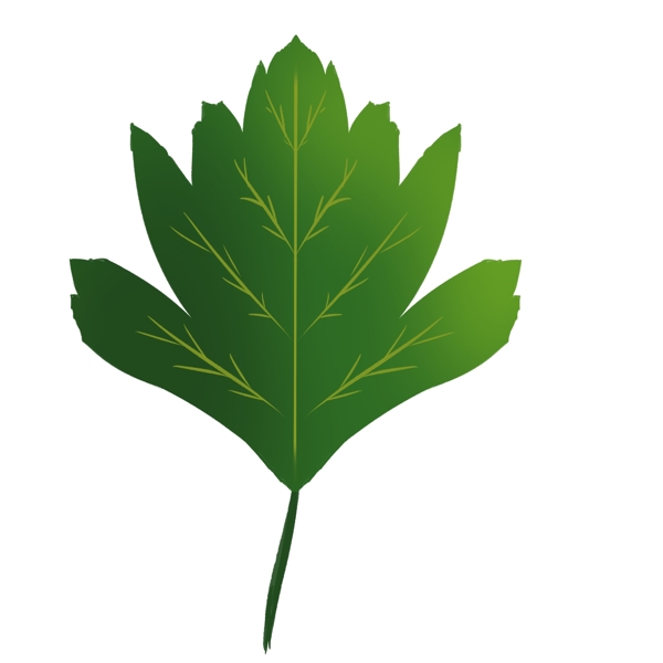 绿色山楂树叶插画