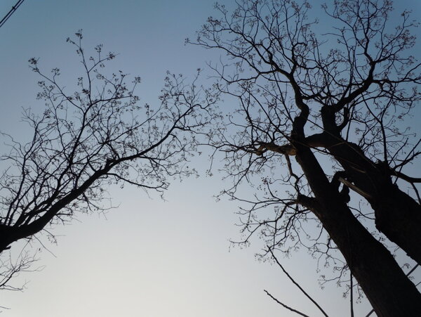 冬日苦楝树图片