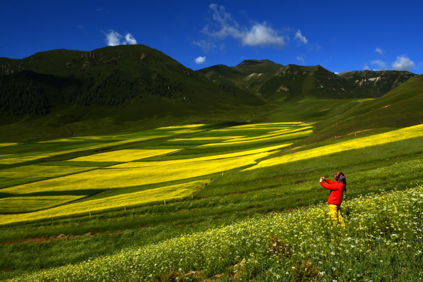 青海祁连县油菜花风景