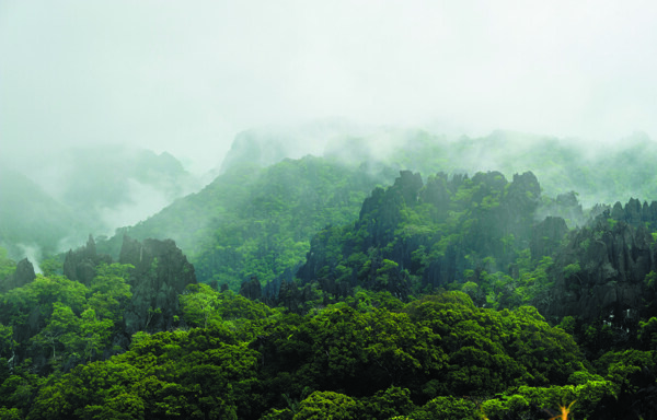 雾中的石林翠绿山峰装饰图图片