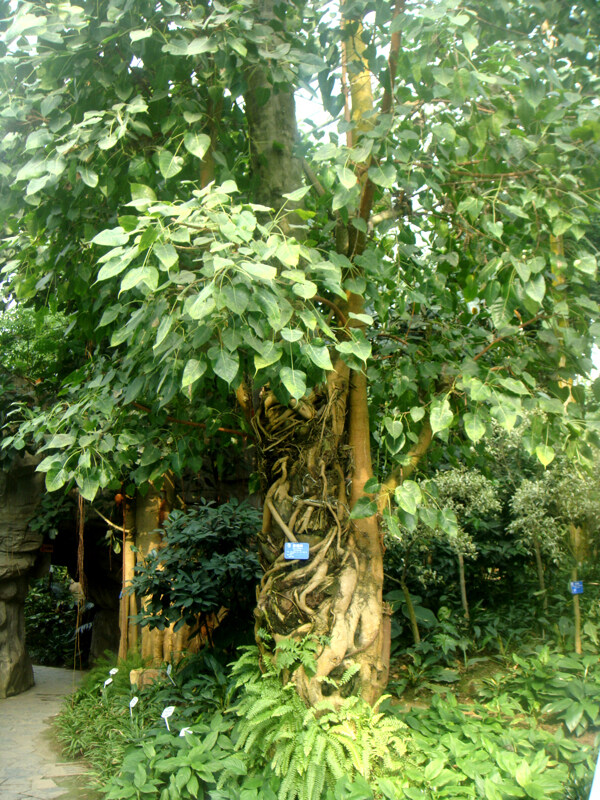 热带植物菩提树图片