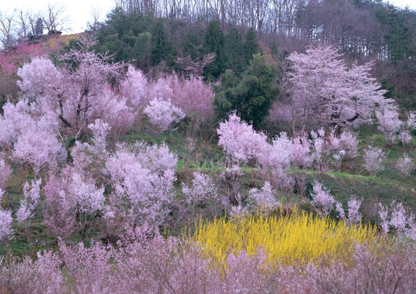 春暖花开花