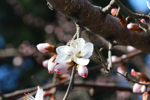 山桃花