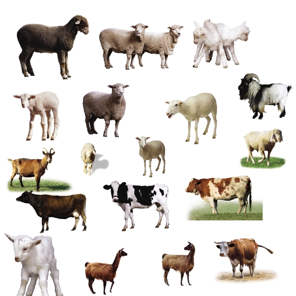 牛羊素材图片