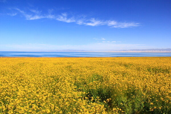 青海湖油菜花