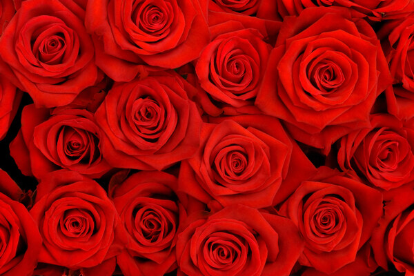 红色玫瑰背景墙