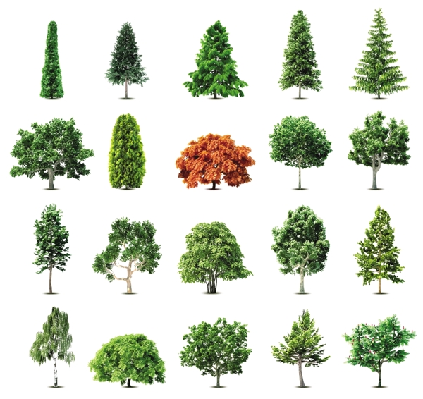 矢量树木样式