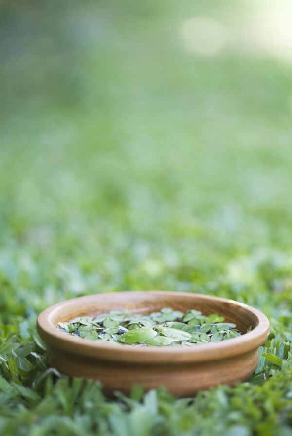 植物叶片图片