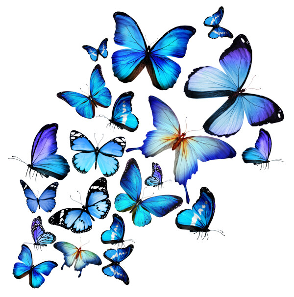 蓝色蝴蝶图片