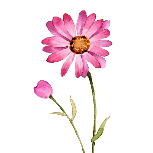 粉色小雏菊水彩手绘植物花卉