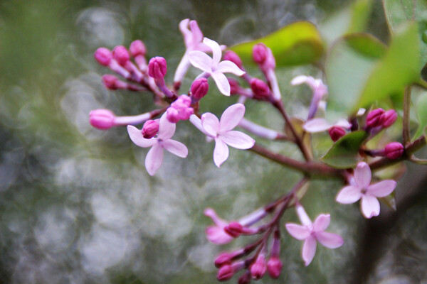 丁香花