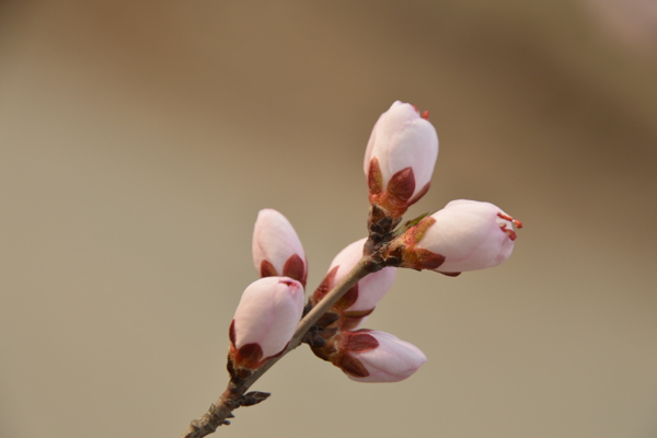 山桃花