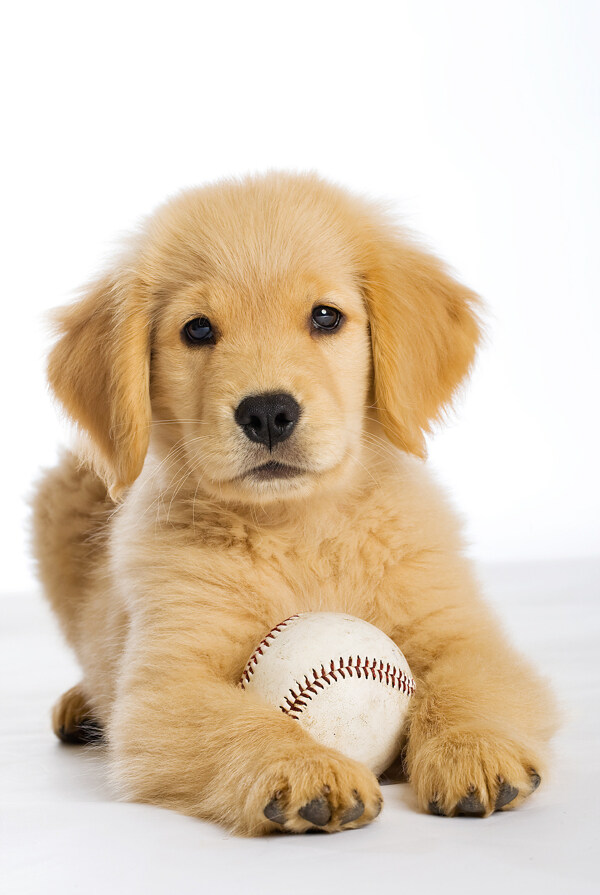 小狗和垒球