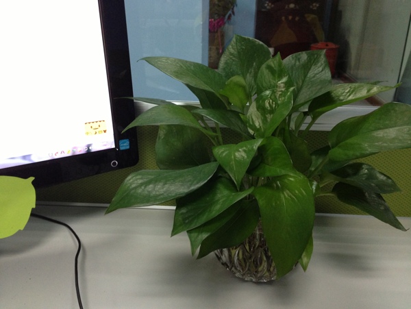 办公室植物图片