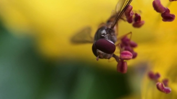 蜜蜂花卉视频拍摄