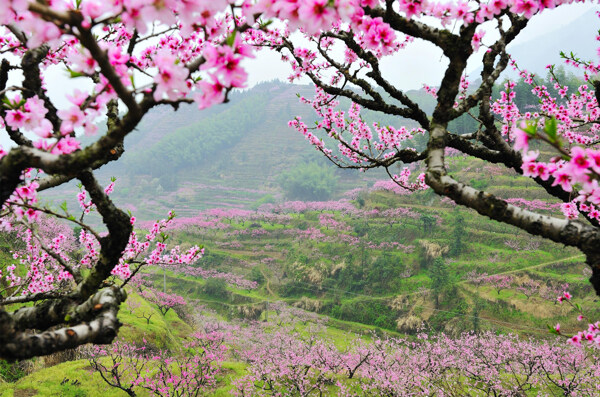 桃花桃山图片