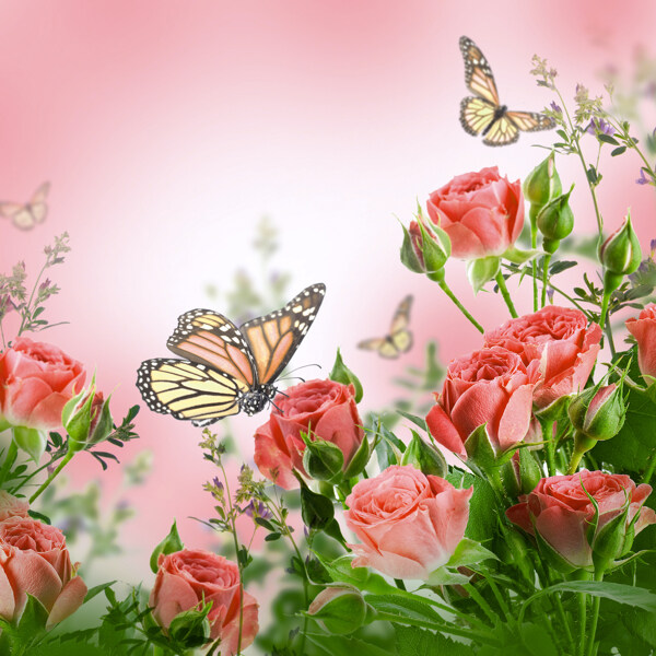 粉玫瑰与蝴蝶图片