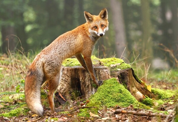 草地上的狐狸动物高清图片