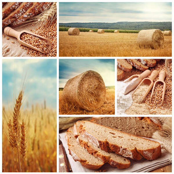 麦子和面包