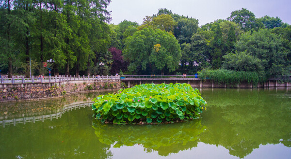 武汉大学图片