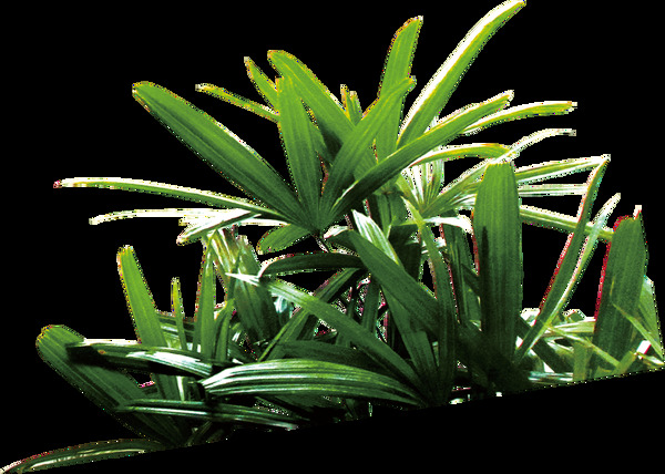 绿色叶子植物png元素