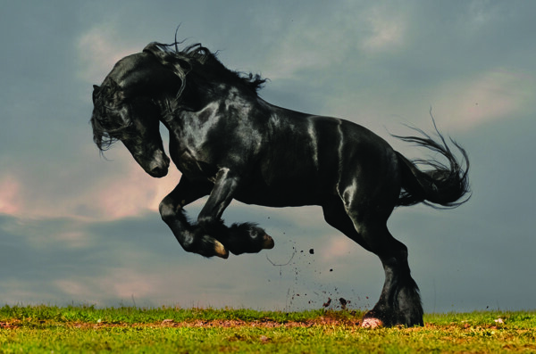 草原草地上奔跑的骏马图片