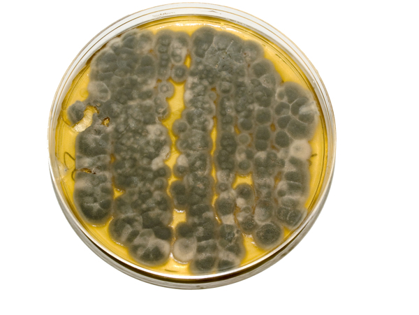 青色细菌图片