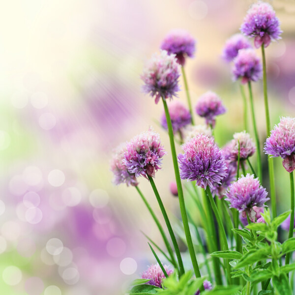 紫色野花可作为融图背景使用高清版