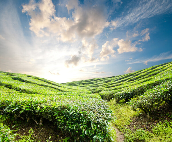 美丽茶叶风景图片