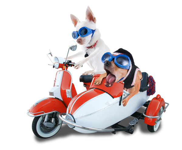 戴眼镜的狗狗骑摩托车图片