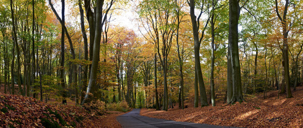 秋季森林景观图片