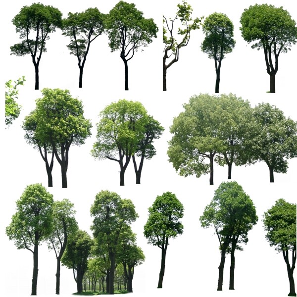 景观单棵树psd素材