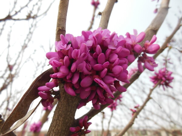 丁香花图片