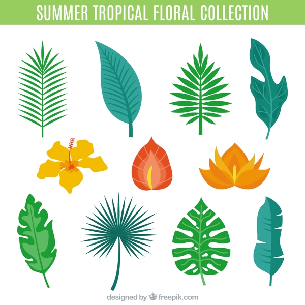 棕榈叶和热带花卉品种