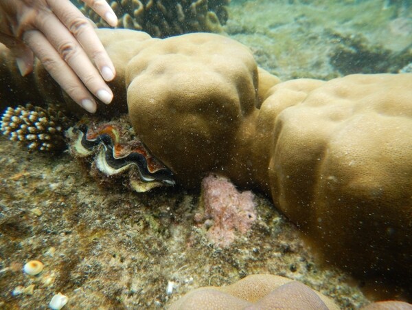 珊瑚与贝壳