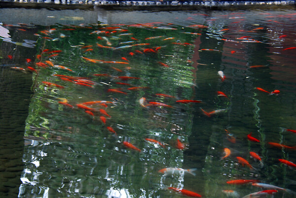 北京菖蒲河公园的锦鲤图片