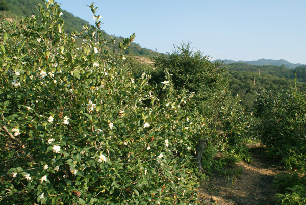 茶油林