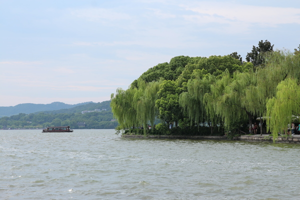 西湖柳树风景图片