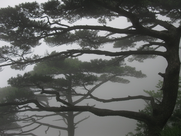 黄山雾松