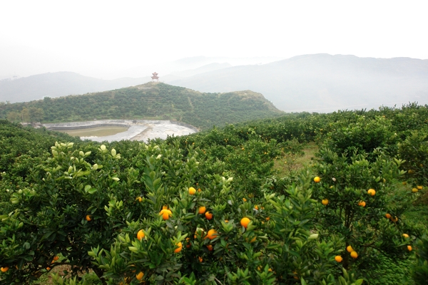 脐橙产业基地图片