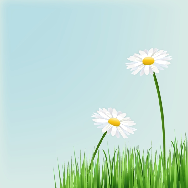 美丽白色菊花矢量素材图片