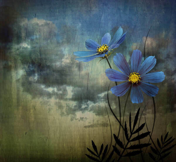盛开的蓝色花朵图片