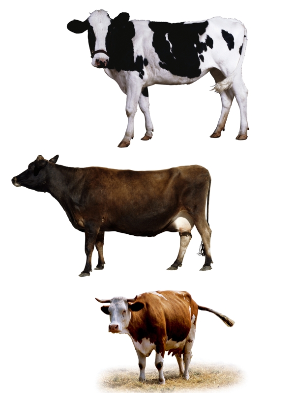 牛各种牛图片