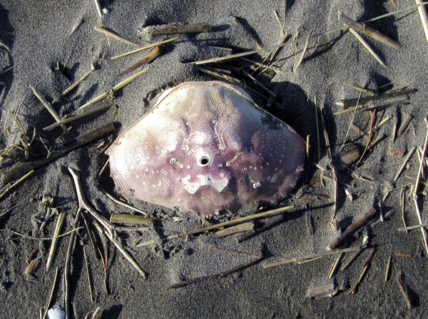 海边螃蟹图片